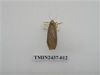 藏品(淡墨苔蛾)的圖片